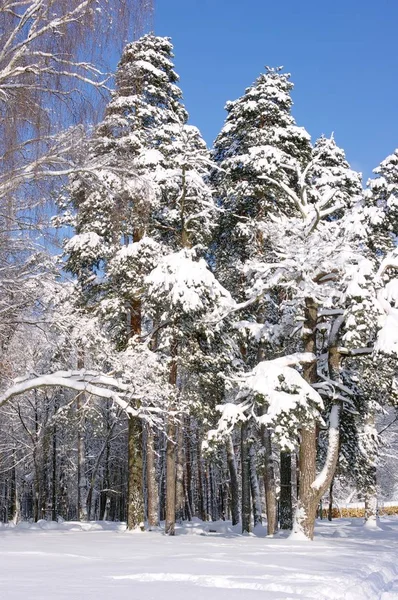 Trees under snow in the winter forest after a snowfall — Stock Photo, Image