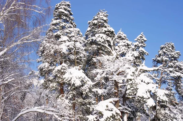 Betulle e pini nella foresta dopo una nevicata in inverno — Foto Stock