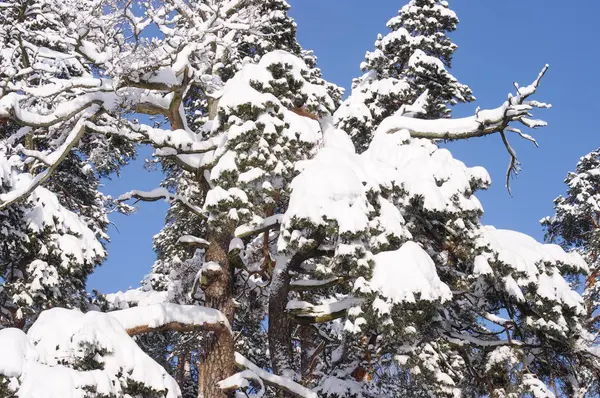 Alberi di pino nella foresta dopo una nevicata in inverno — Foto Stock