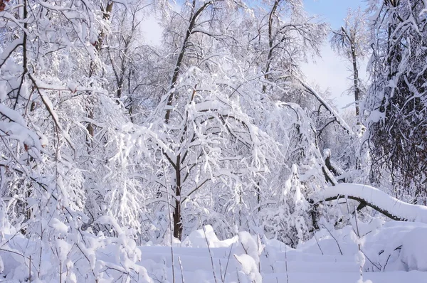 Alberi nella foresta dopo una nevicata in inverno — Foto Stock