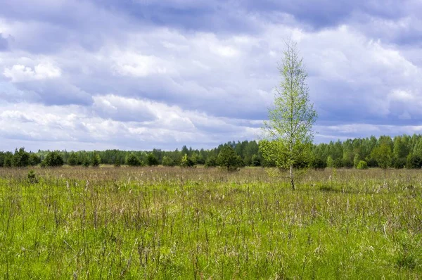 Spring Landscape Lonely Birch Field Forest Distance — Stock Photo, Image