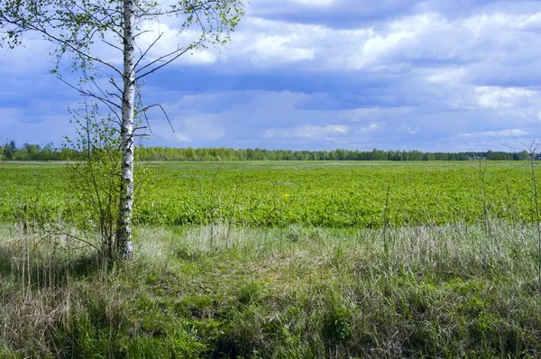 Spring Landscape Green Field Forest Far Clouds — Stock Photo, Image
