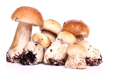 Boletus beyaz