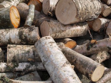 Eski huş yakacak odun