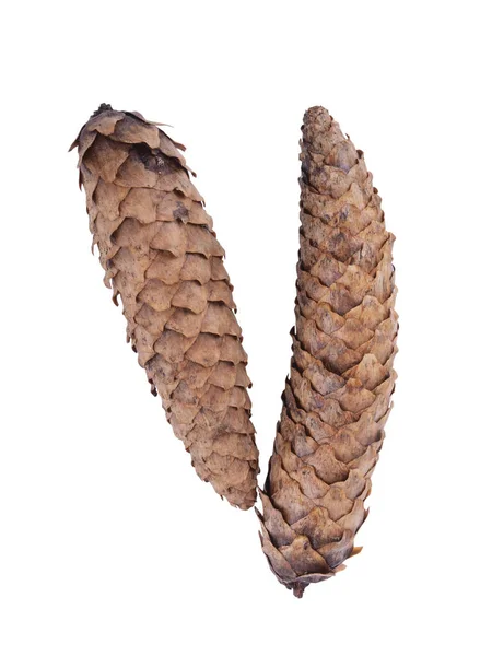 Fir cone on white Stock Photo