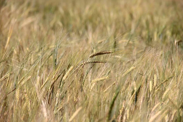 Kukuřičné pole pšenice — Stock fotografie