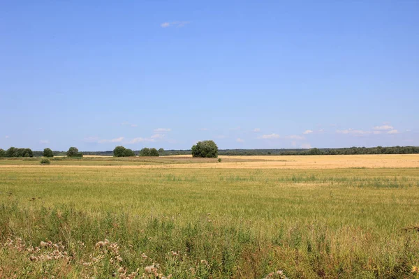 Поля на сільській місцевості — стокове фото