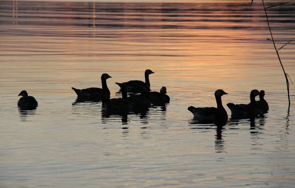 Divoké kachny na jezeře — Stock fotografie