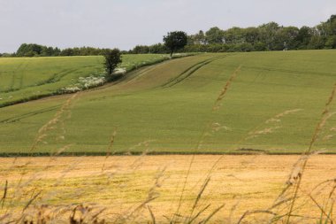 kırsal alanda yeşil çimen