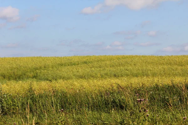 Champ à la campagne — Photo