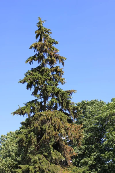 Grüne Fichten und Himmel — Stockfoto