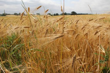 Kırsal kesimde buğday