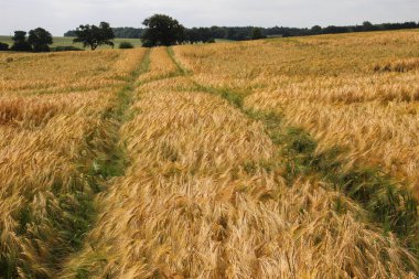 Buğday peyzaj