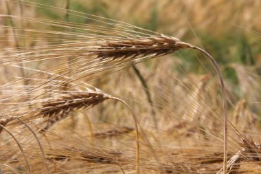 Kırsal alanda buğday bitki