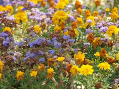 çiçek büyük alan