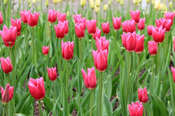 Tulipanes y hierba cinco — Foto de Stock