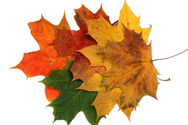 Autumn maple leaves two — Stock Photo, Image