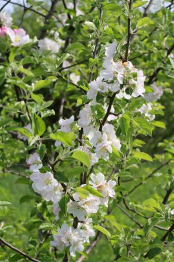 Sekiz elma ağacı dalları