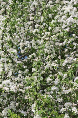 Elma ağacı dalları dokuz