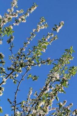 İki elma ağacı dalları