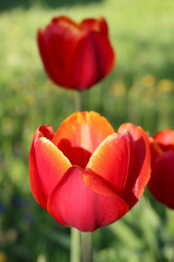 Lale ve yeşil çim beş