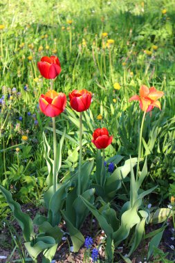 Lale ve yeşil çim iki