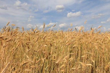 Buğday alan ve gökyüzü altı