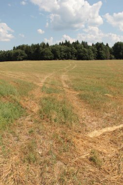 Buğday alan ve gökyüzü üç