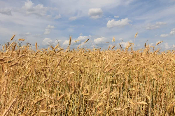 Buğday alan ve gökyüzü altı