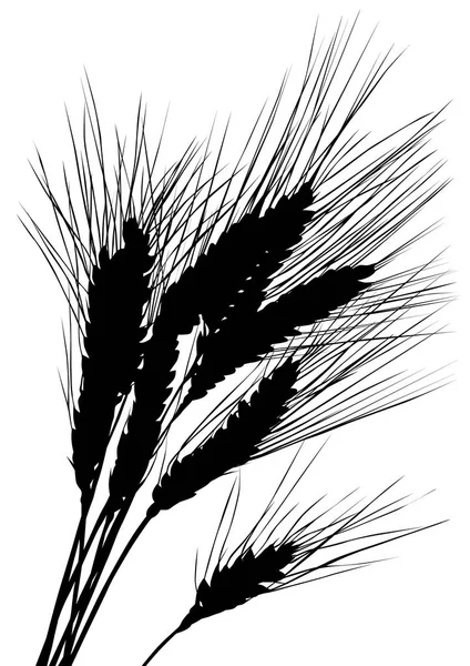 Свежая пшеница три — стоковый вектор