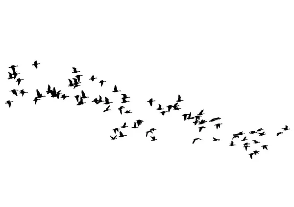 Troupeau Canards Flottant Sur Ciel Sur Fond Blanc — Image vectorielle