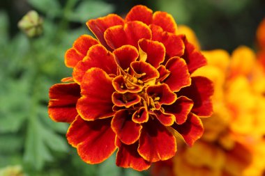 Doğada büyük güzel çiçekler yakın çekim