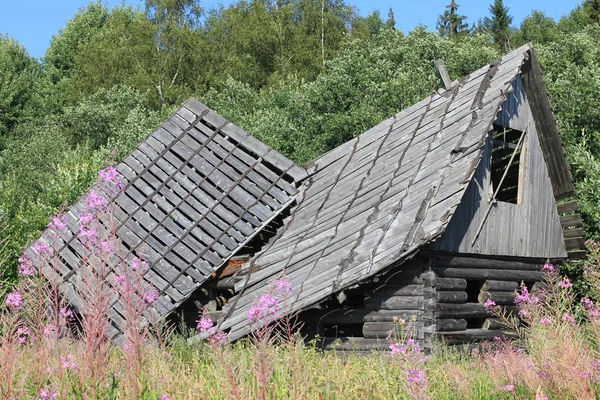 Eski Orman Arka Planda Bir Ahşap Çöktü — Stok fotoğraf