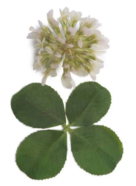 Flores Hojas Trébol Sobre Fondo Blanco — Foto de Stock