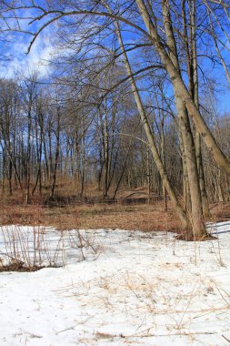 Bahar ormandaki ağaçların altında eriyen kar