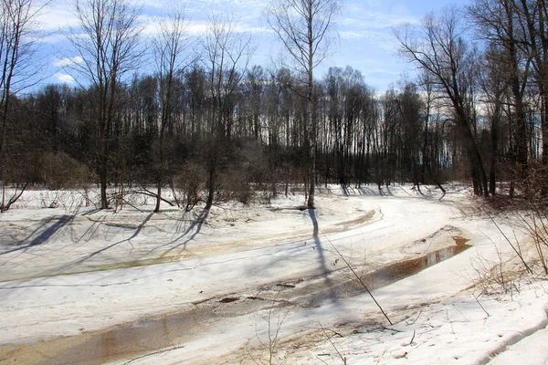 Derretimiento Nieve Bosque Primavera Bajo Los Árboles — Foto de Stock