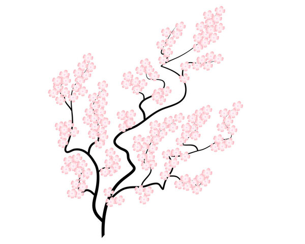 Floral pattern of sakura on white background