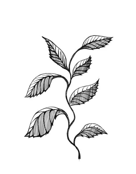 Äste Und Blätter Schwarz Weiße Zeichnung Auf Weißem Hintergrund — Stockfoto