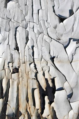 Kabuğu soyulmuş eski ahşap bir yüzey. Soyut grunge arkaplanı