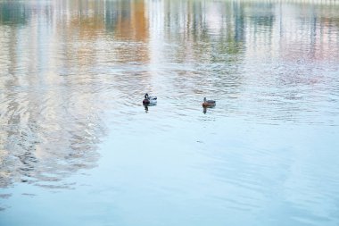 Ördekler, erkek ve dişi nehirde yüzer.