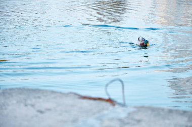 Ördekler, erkek ve dişi nehirde yüzer.