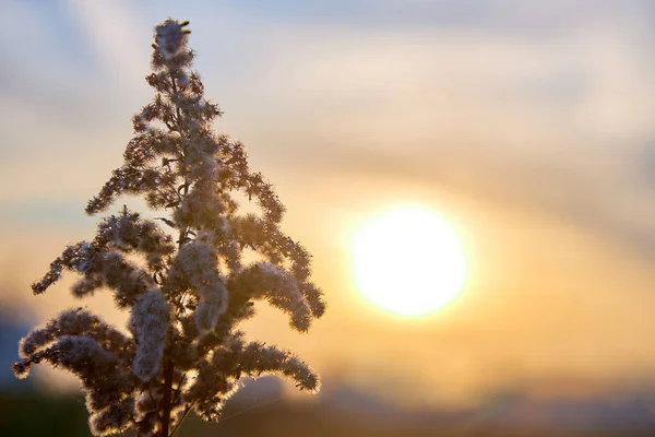 Grama seca tomada contra o pano de fundo do pôr do sol — Fotografia de Stock