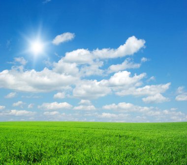 Yazın sonunda tamamen olgunlaşmış buğday tarlaları