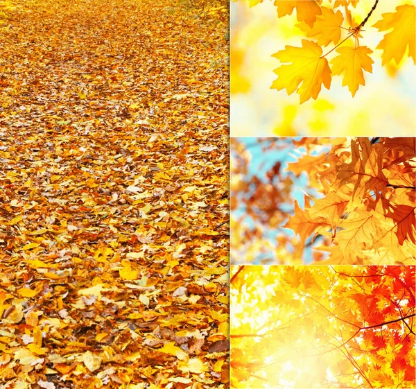 Colagem Paisagens Outono Folhas — Fotografia de Stock