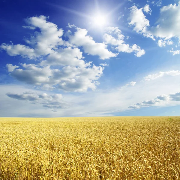 Campo Trigo Cielo Azul Con Sol —  Fotos de Stock