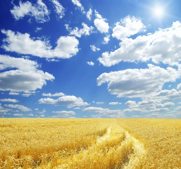 Campo Grano Cielo Azzurro Con Sole — Foto Stock