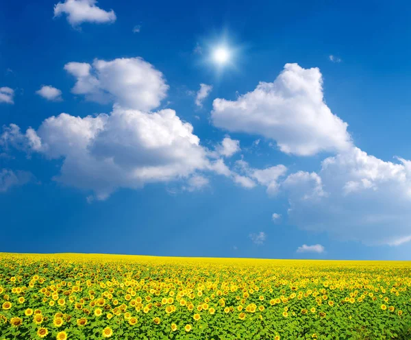 Polu Słoneczników Blue Sun — Zdjęcie stockowe