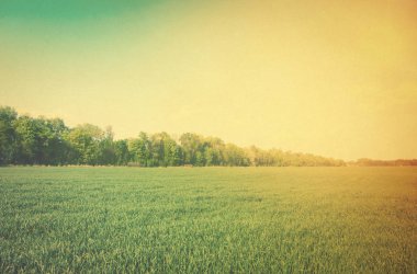 Çimen ve mavi gökyüzü