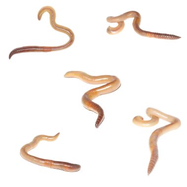 Beyaz arka plan üzerinde izole solucanlar