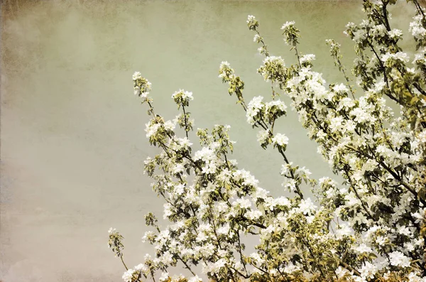 Gros Plan Sur Brindille Fleurs Blanches Fleurs — Photo